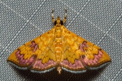 Isocentris filalis