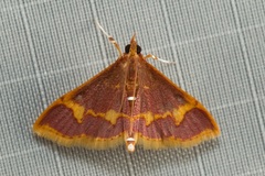 Pyrausta cruoralis
