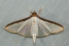 Cydalima