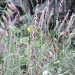 Aegopogon tenellus