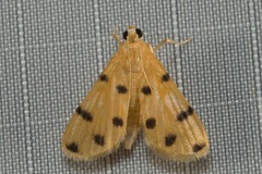 Dichocrocis