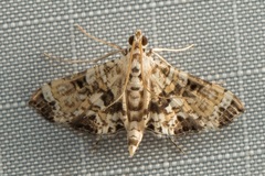 Symphonia multipictalis