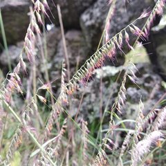 Aegopogon tenellus