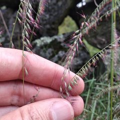 Aegopogon tenellus