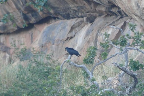 Fan-tailed Raven (Corvus rhipidurus), photo 6