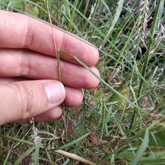 Aegopogon tenellus