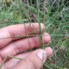 Aegopogon tenellus