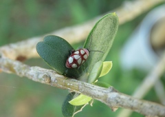 Omophoita magniguttis