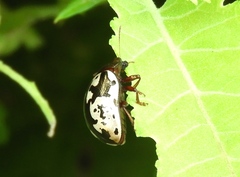 Calligrapha intermedia