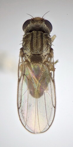 Tricimba lineella