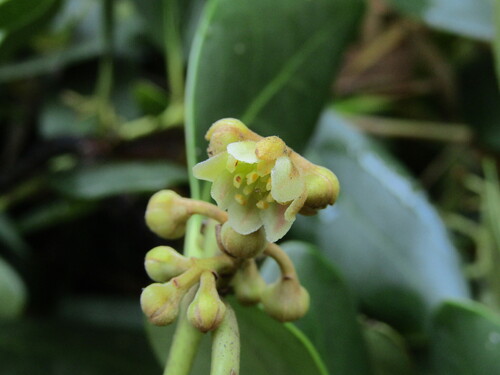 Gomortega (Gomortega keule)