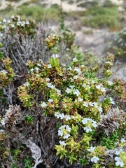 Thymus carnosus, photograph (c) Gijs Romijn, some rights reserved (CC BY)