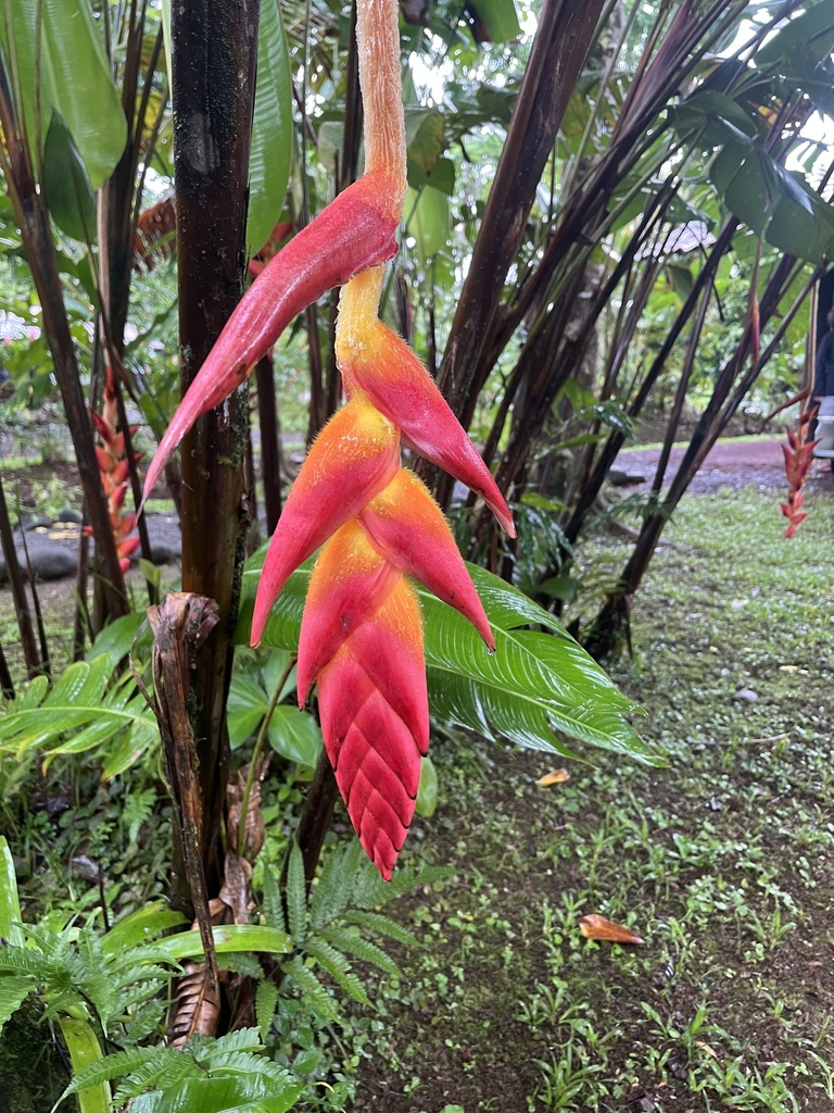 Heliconia regalis