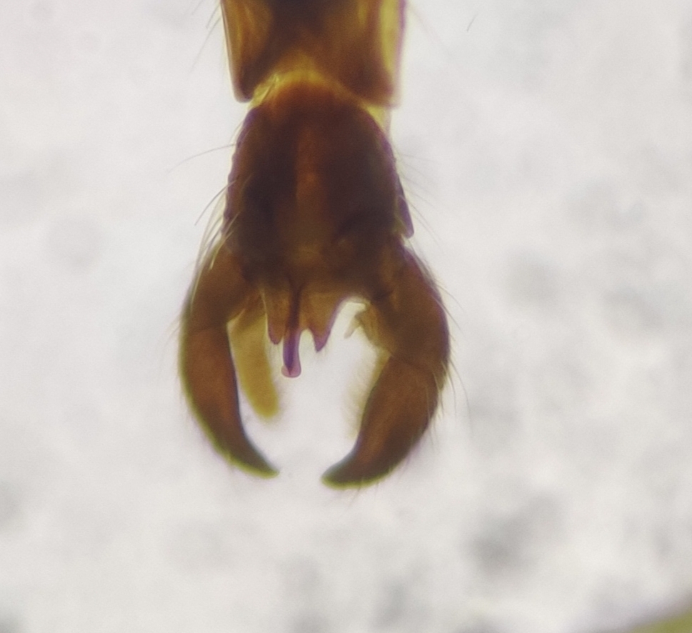 Camptochironomus