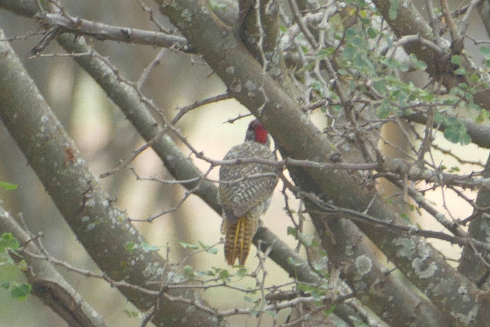Nubian Woodpecker (Campethera nubica), photo 5