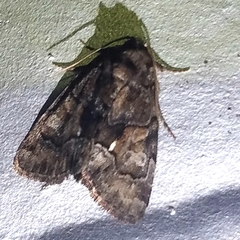 Chytonix