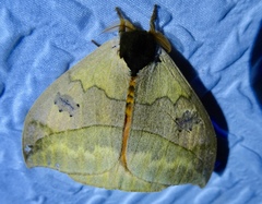 Automeris liberia