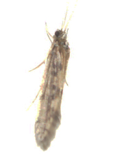 Agraylea