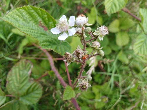 Drejer's Bramble (Rubus drejeri)