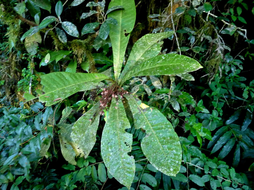 Oncostemum macrostachyum