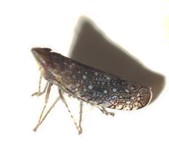 Scaphytopius frontalis