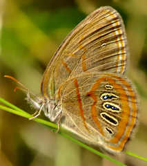 Neonympha areolatus