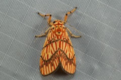 Barsine lucibilis
