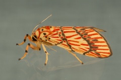 Barsine lucibilis