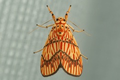 Barsine lucibilis