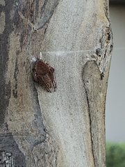 Neoscona crucifera