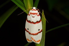 Cyana perornata