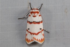 Cyana perornata