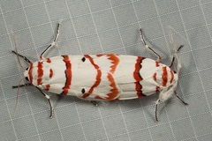 Cyana perornata