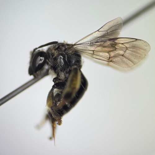 Dark-footed Yellow Loosestrife Bee photo 2