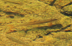 Moxostoma cervinum