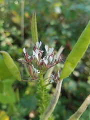 Polanisia dodecandra trachysperma