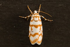 Cyana conclusa