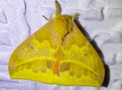 Automeris jucunda