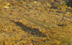 Fundulus rathbuni
