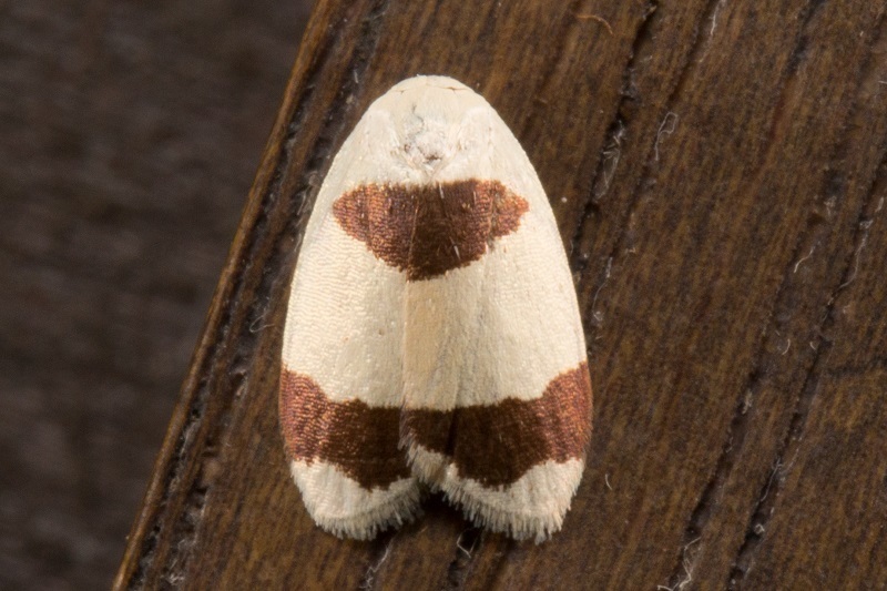 Garudinia macrolatana