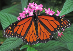Danaus plexippus