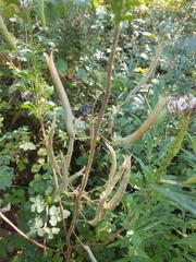 Polanisia dodecandra trachysperma