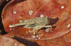 Paratettix cucullatus