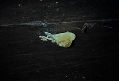Dalceridae