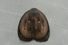 Hemonia rotundata