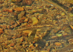 Fundulus rathbuni