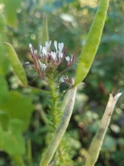 Polanisia dodecandra trachysperma