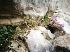 Chaenorhinum origanifolium origanifolium