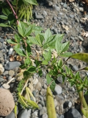 Polanisia dodecandra trachysperma