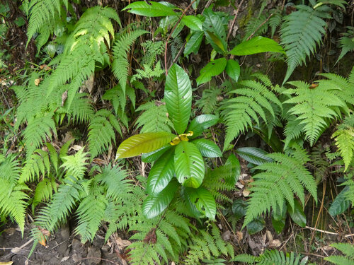 Large-leaved fire vine (Tetracera daemeliana)